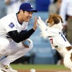 ロバーツ監督「ショックだった（笑）」　大谷翔平が犬のしつけもできることに衝撃　前夜デコピンが“始球式”