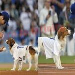 ロバーツ監督「ショックだった（笑）」　大谷翔平が犬のしつけもできることに衝撃　前夜デコピンが“始球式”