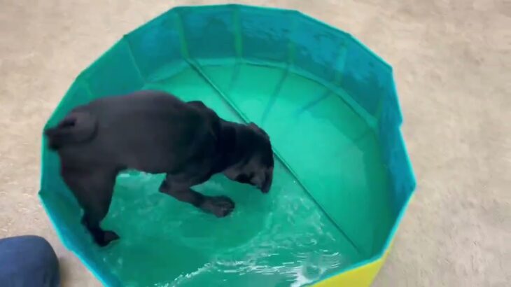 犬の幼稚園 金吾くんとトレーニング