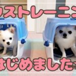 【子犬のしつけ🐶】愛犬とハウストレーニングに挑戦しました！！