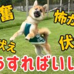 【ポメラニアン×柴犬】大興奮が止まらない！？お散歩などのお悩みについて！