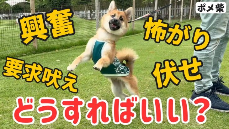 【ポメラニアン×柴犬】大興奮が止まらない！？お散歩などのお悩みについて！