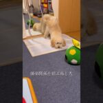 犬より鳥が上だと、しつけ中の鳥