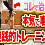 【犬しつけ】本気噛みがひどい犬にはこの超実践的なトレーニング！コレで改善できます