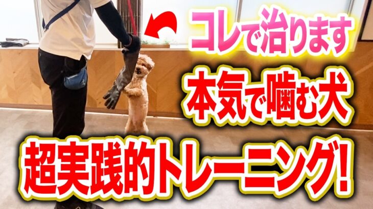 【犬しつけ】本気噛みがひどい犬にはこの超実践的なトレーニング！コレで改善できます