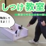 【しつけ教室初級】参考動画、ドッグスクール縁、しつけクラブ、しつけ教室、犬のしつけ、ドッグトレーニング