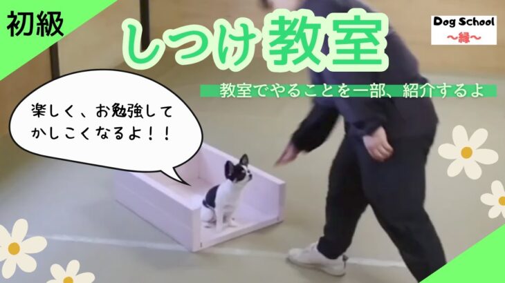 【しつけ教室初級】参考動画、ドッグスクール縁、しつけクラブ、しつけ教室、犬のしつけ、ドッグトレーニング