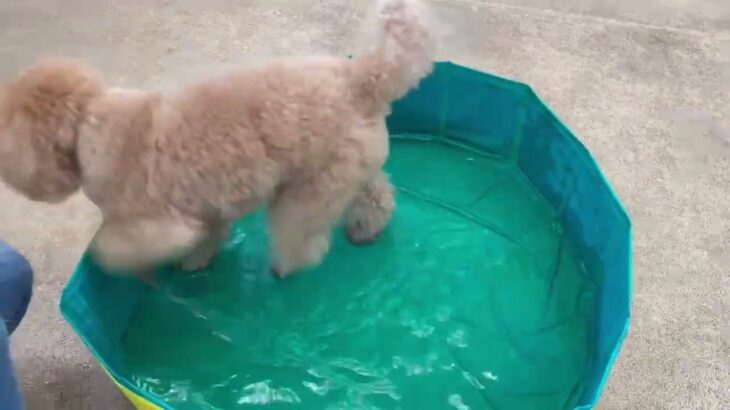 犬の幼稚園 むぎくんとトレーニング