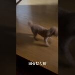 回るトイプードル  #トイプードル #トイプードルの生活 #犬好き #犬の動画 #可愛い犬 #ペットライフ #癒しの時間 #愛犬 #犬のしつけ #プードル日記