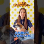 保護犬を受け入れたけど…お悩みはコメントにお待ちしております！#ドッグトレーナー #イヌバーシティ #子犬育て #いぬのいるくらし #しつけ #子犬のしつけ #ドッグビヘイビアリスト #犬のいる暮らし