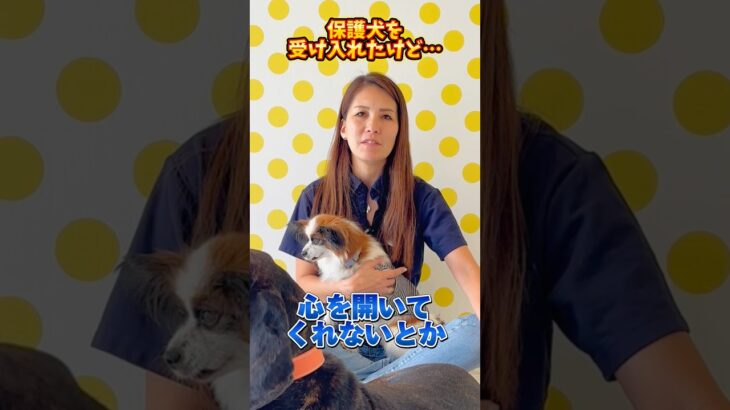 保護犬を受け入れたけど…お悩みはコメントにお待ちしております！#ドッグトレーナー #イヌバーシティ #子犬育て #いぬのいるくらし #しつけ #子犬のしつけ #ドッグビヘイビアリスト #犬のいる暮らし