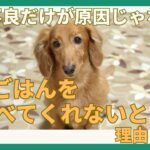 【犬がごはんを食べてくれない！】理由と対策