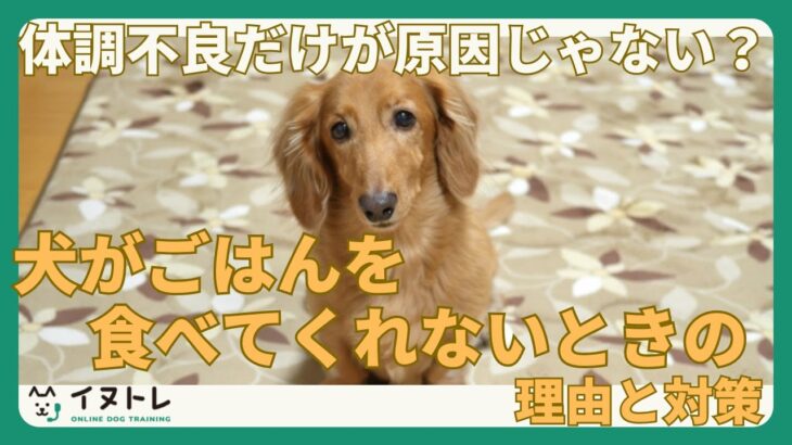 【犬がごはんを食べてくれない！】理由と対策