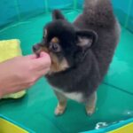 犬の幼稚園 こきりちゃんとトレーニング