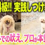 【有料級】実際のしつけ教室でガチ指導！吠えてしまうトイプードルちゃんと屋内外で猛特訓してきました！【プロドッグトレーナー】