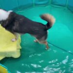 犬の幼稚園 のあくんとトレーニング