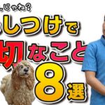 犬のしつけはこれでバッチリ！しつけで大切なこと８選