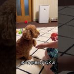 ボールが欲しいトイプードル #トイプードル #トイプードルの生活 #犬好き #犬の動画 #可愛い犬 #ペットライフ #癒しの時間 #愛犬 #犬のしつけ #プードル日記