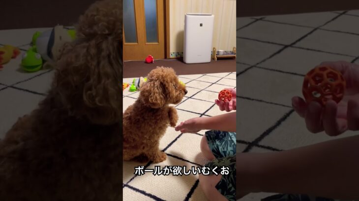 ボールが欲しいトイプードル #トイプードル #トイプードルの生活 #犬好き #犬の動画 #可愛い犬 #ペットライフ #癒しの時間 #愛犬 #犬のしつけ #プードル日記