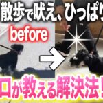 【犬のしつけ】散歩で吠える、ひっぱる犬はコレで解決！【ドッグトレーナー解説】