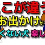 【犬 旅行 お出かけ】ここが違う！お出かけが楽しい犬！楽しくない犬 犬のしつけエマチャンネル【犬のしつけ＠横浜】