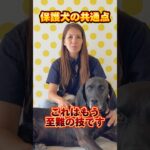 保護犬を受け入れたけど…②質問やご意見、お待ちしております！#ドッグトレーナー #イヌバーシティ #子犬育て #いぬのいるくらし #しつけ #子犬のしつけ #ドッグビヘイビアリスト #犬のいる暮らし