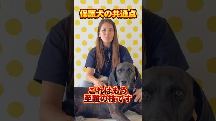 保護犬を受け入れたけど…②質問やご意見、お待ちしております！#ドッグトレーナー #イヌバーシティ #子犬育て #いぬのいるくらし #しつけ #子犬のしつけ #ドッグビヘイビアリスト #犬のいる暮らし