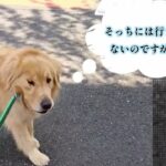 犬でもシッカリ意思表示！【わんこのみかた】大型犬歓迎　犬のホテル・保育園