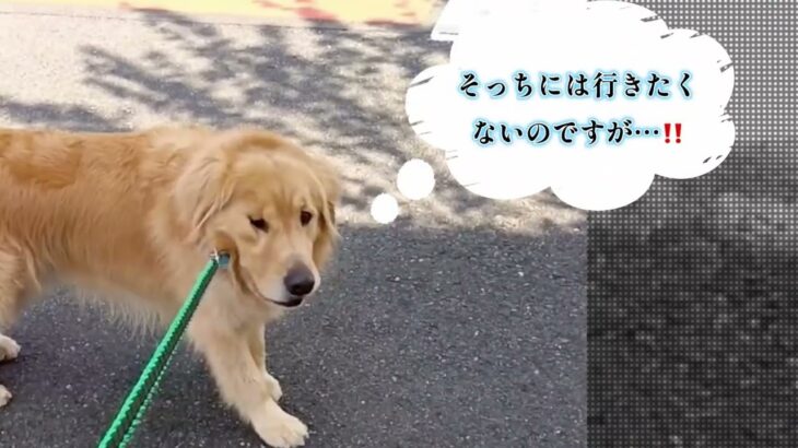 犬でもシッカリ意思表示！【わんこのみかた】大型犬歓迎　犬のホテル・保育園