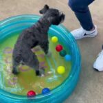 犬の幼稚園 レオンくんとトレーニング