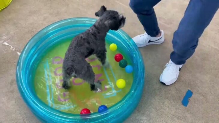 犬の幼稚園 レオンくんとトレーニング