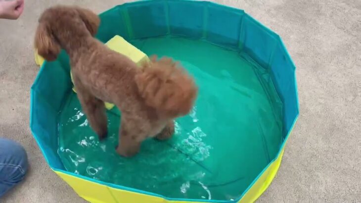 犬の幼稚園 ココくんとトレーニング