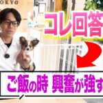 【質問回答】犬がご飯のとき興奮する・勢いが強すぎる時はコレを試してください【プロドッグトレーナー】