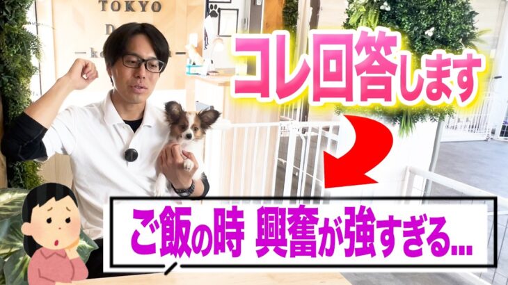 【質問回答】犬がご飯のとき興奮する・勢いが強すぎる時はコレを試してください【プロドッグトレーナー】