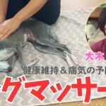 【ドッグマッサージ】愛犬がいつまでも健康でいるために！病気やケガの予防、早期発見、健康維持！