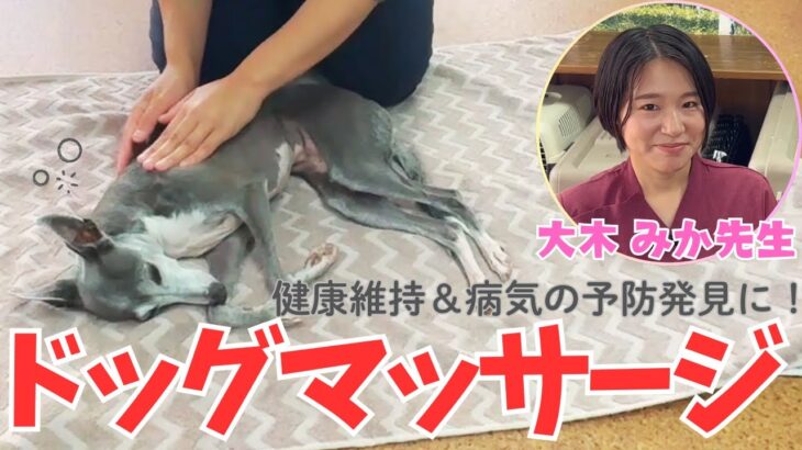 【ドッグマッサージ】愛犬がいつまでも健康でいるために！病気やケガの予防、早期発見、健康維持！