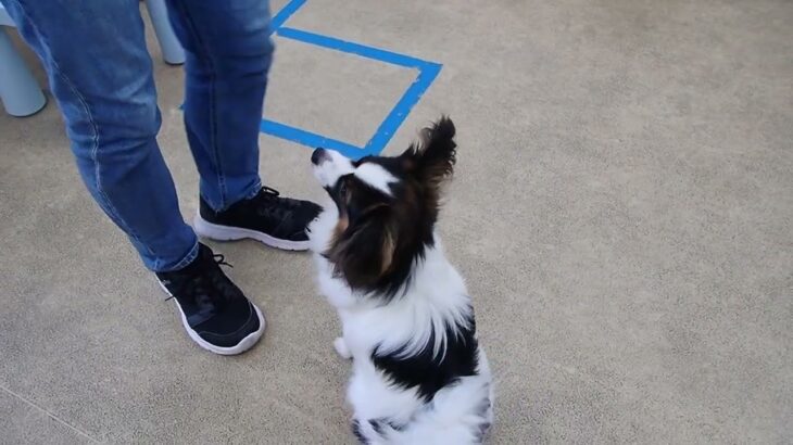 犬の幼稚園 ノエルくんとトレーニング