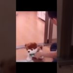 中国の犬のしつけがおもろすぎたw