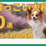 【人懐っこい犬種10選！】犬種ごとの性格も合わせてご紹介！