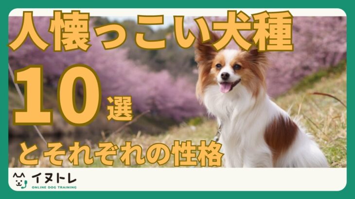 【人懐っこい犬種10選！】犬種ごとの性格も合わせてご紹介！