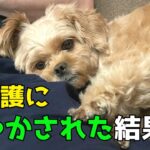 過保護に甘やかされた犬だけが見せる10の行動を解説！【犬のしつけ】【ペキプー】【トイプードルMIX犬】