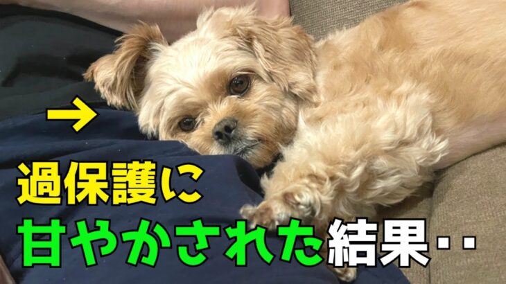 過保護に甘やかされた犬だけが見せる10の行動を解説！【犬のしつけ】【ペキプー】【トイプードルMIX犬】