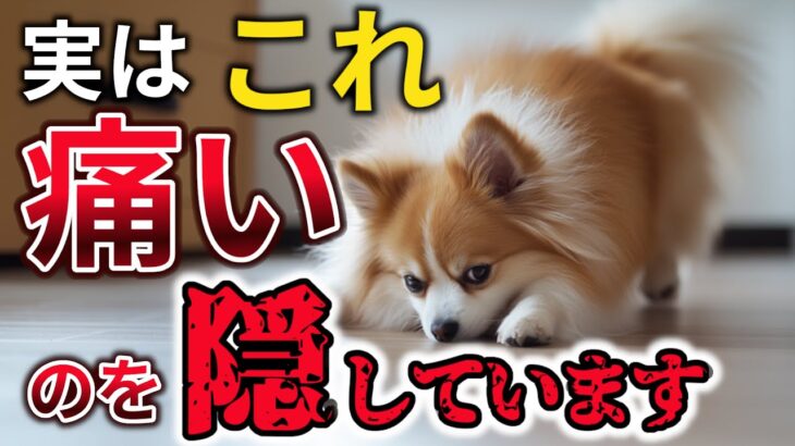 【知らないと危険】犬が痛みを我慢しているときに見せるサイン11選