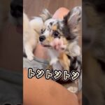 人生🐶トントントン♪2匹のしつけをする#犬