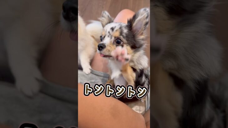 人生🐶トントントン♪2匹のしつけをする#犬