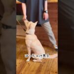 2024年9月24日しつけ教室　みんな里親募集中です#保護犬#しつけ教室#里親募集中