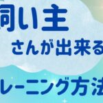 飼い主さんが出来るトレーニングとは？玄関の飛び出し、興奮を改善のマルプーちゃん3歳