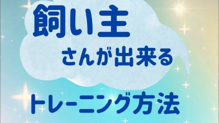 飼い主さんが出来るトレーニングとは？玄関の飛び出し、興奮を改善のマルプーちゃん3歳