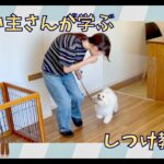 【飼い主さんが学ぶしつけ教室：3回目】ビションフリーゼ – Mugi –