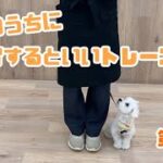 【犬しつけ解説】子犬のうちに練習するといいトレーニング［第4位］